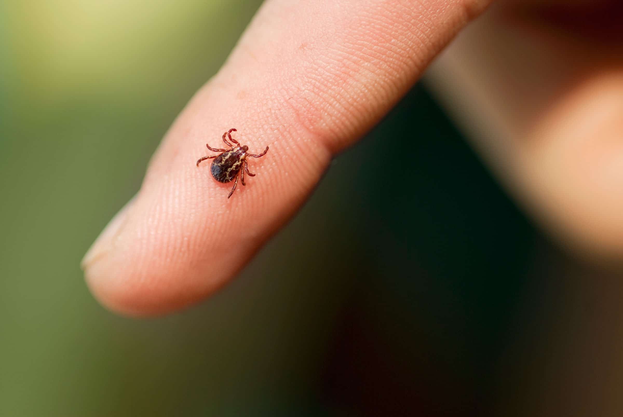 Best Tips For Protecting Your Family From Ticks
