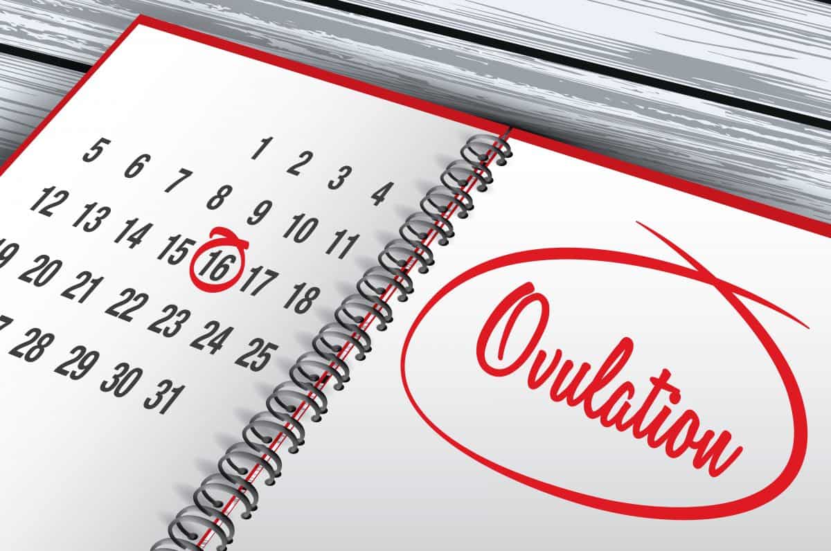 Ovulation: The Most Important Thing to Spot